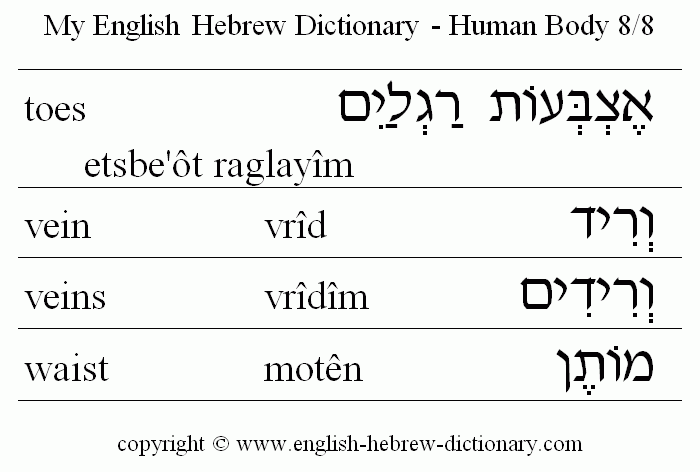 English to Hebrew -- Human Body Vocabulary: toes, vein, veins, waist